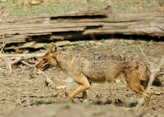 The Indian Jackal 