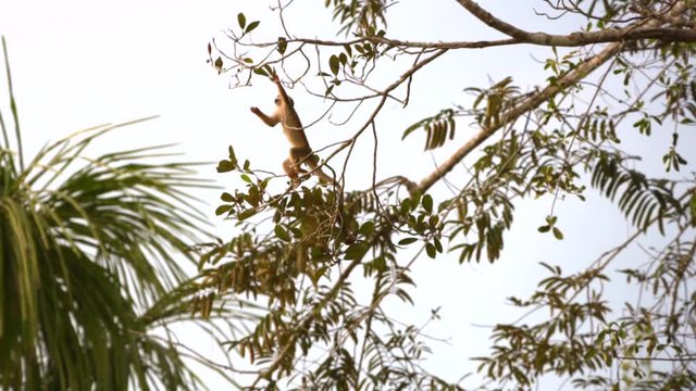 Squirrel Monkey on a branch looking for food - Amazon - Ecuador - Slow Motion - 150 fps