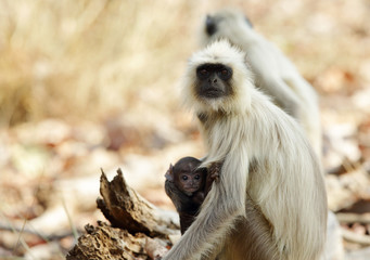 Gray Langurs are also called as hanuman Langurs