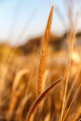 Golden spike of fluffy grass in a morning dew