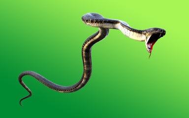 Fototapeta premium 3d King Cobra Najdłuższy na świecie jadowity wąż na zielonym tle, kobra królewska ilustracja 3d, kobra królewska renderowanie 3d