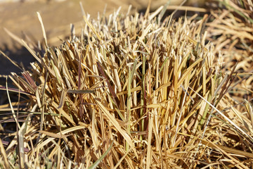 Hay which remains of cut grass