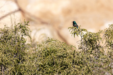 Palestine sunbird