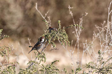 Two small bright sparrows