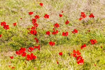 Fototapeta premium The bright red anemones on field