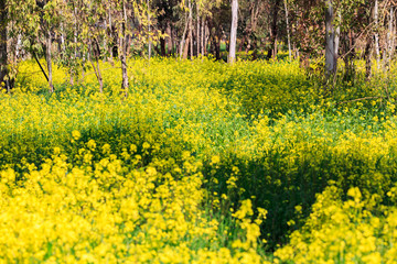 Ripe rape in eucalyptus grove