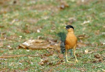 Brahminy Starling
