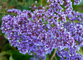 Sea lavender