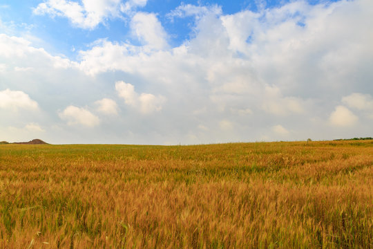 Ripe harvested wheat in a field