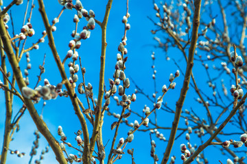 Kitten tree on the sky background 
