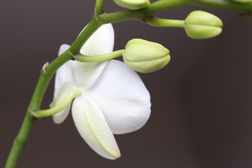 Obraz premium Close-up of white orchids