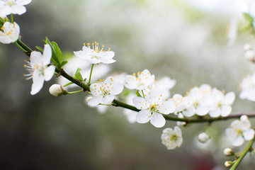 Closeup view of single cherry branch blossoms with bright white flowers. Abstract blossoms cherry bokeh Background.