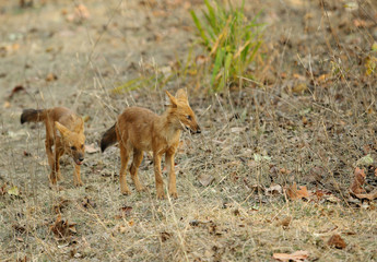Juvenile Asiatic wild dog in Pench Tiger Reserve