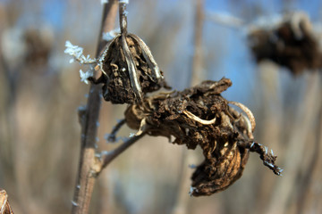 Hoarfrost on a twig.
