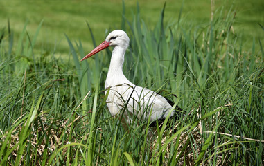 Der Weißstorch