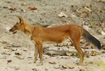 Asiatic wild dog 