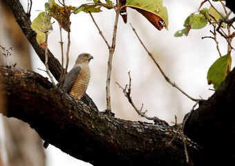 Shikra perched on a tree