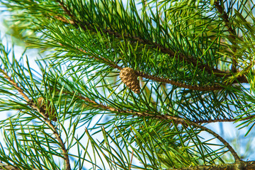 Fir cone on sky background 