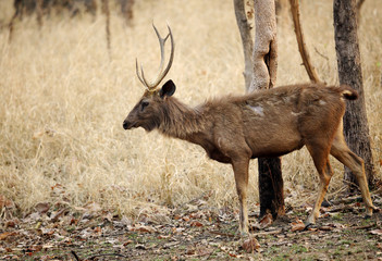 Sambar deer in the Pench tiger reserve