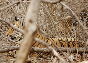 Tiger resting in bush at  Pench Tiger reserve