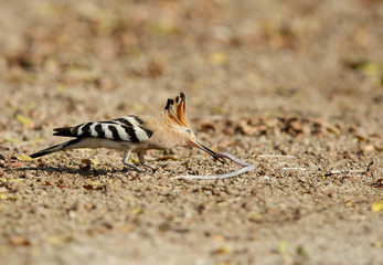 Hoopoe with earthworm