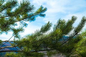 Fir-tree on the sky background 