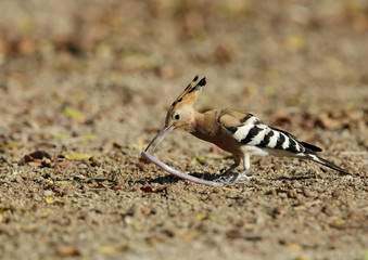 Hoopoe playing with earthworm