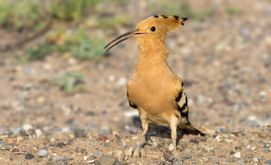 hoopoe © vedat