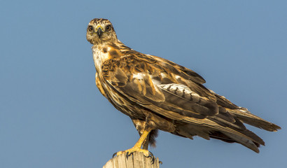 buzzard