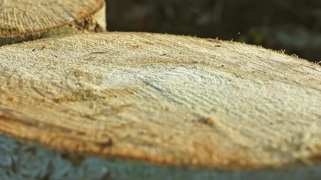 Small ant running on the huge pine balk