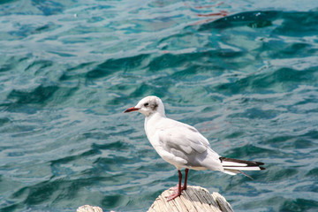 gabbiani