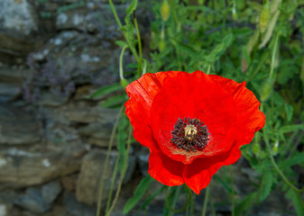 Beautiful redd poppy seed flower
