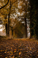 Herbstlaub