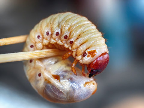 Closeup coconut beetle larvae, animal nature background