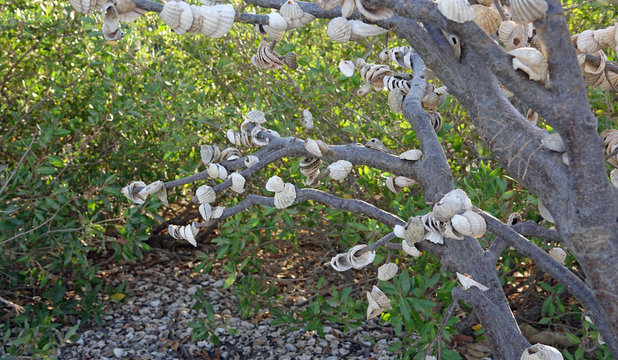 Arbre f&eacute;tiche dans la lagune de la Somone au S&eacute;n&eacute;gal