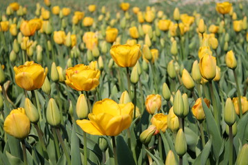 Naklejka premium tulipany