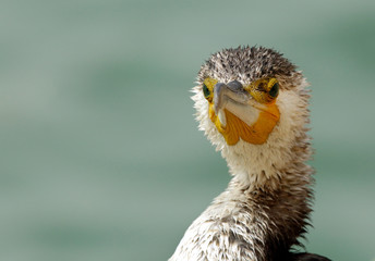 The  Great Cormorant looking to the camera