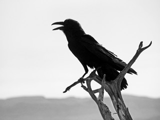 BW Raven