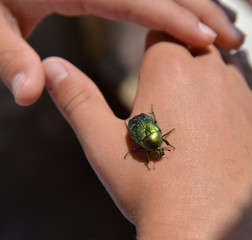 bright green beetle on hand