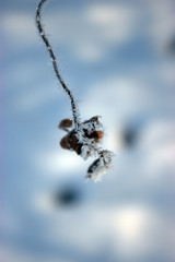 Twig with hoarfrost.