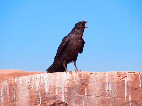 Raven