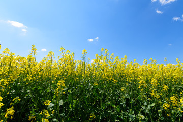 Rapsfeld im Sommer mit blauem Himmel und weißen Wolken