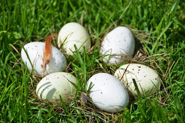 Easter eggs in the grass
