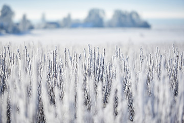 Zimowy krajobraz wiejskich pól w szadzi i śniegu