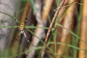 Garden spider in the spiderweb