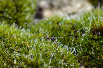 Ameise krabbelt durch Moos © nounours1