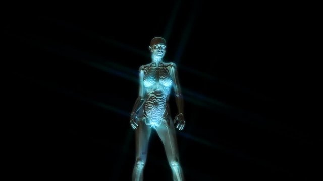 Digital 3D Animation of the female human Anatomy