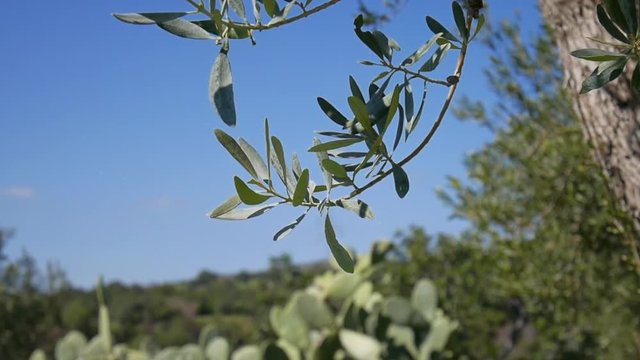 Olive tree branch close up with blue sky in the background - Shot in Sicily in an organic farm