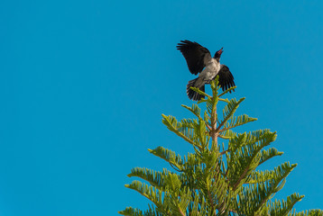 Crow spreaded its wings sitting on the top of the tree