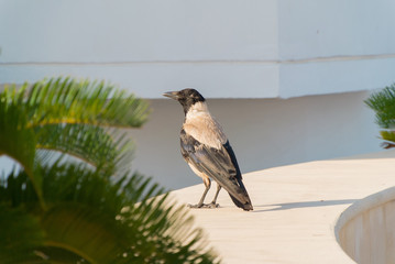 Crow standing in the sunlight surrounded by palm tree leaves